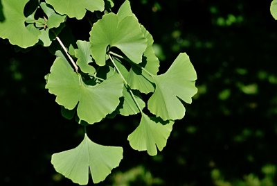 Ginkgo biloba 'Pragensis' - jinan dvoulaločný - letní listy